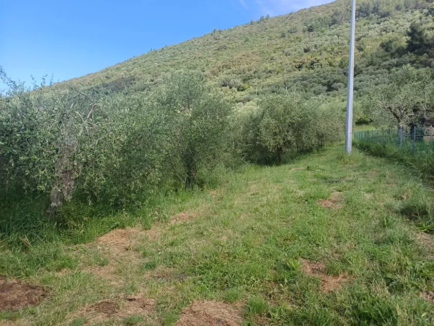 Immagine 1 di Terreno agricolo in vendita  in via dei santi vecchi - a San Giuliano Terme