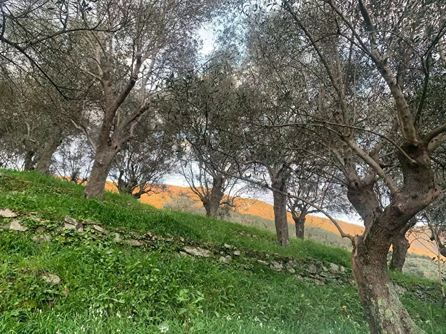 Immagine 2 di Terreno agricolo in vendita  in località la valle - a San Giuliano Terme