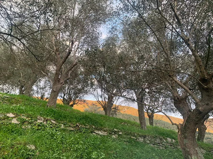 Immagine 3 di Terreno agricolo in vendita  in località la valle - a San Giuliano Terme