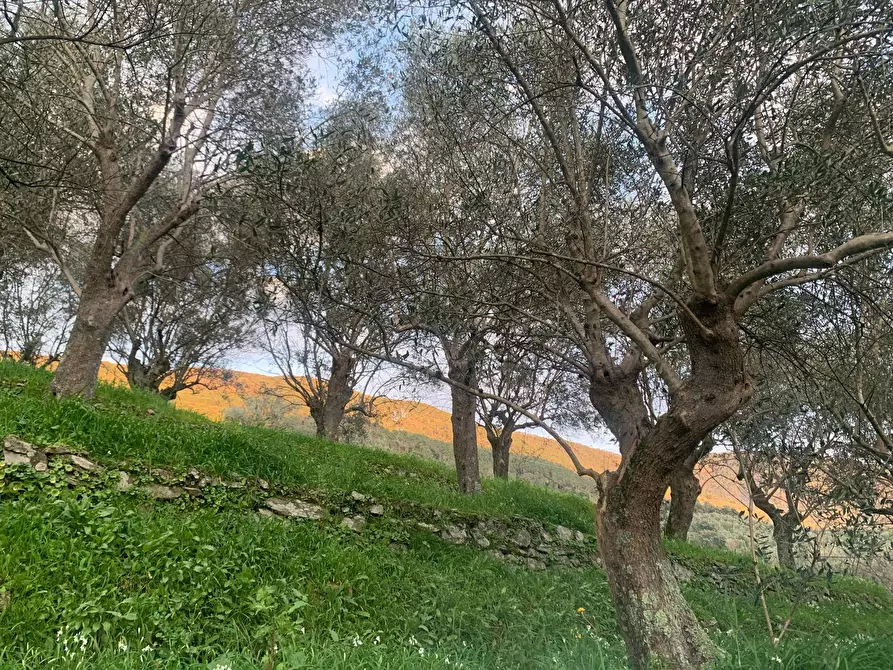 Immagine 4 di Terreno agricolo in vendita  in località la valle - a San Giuliano Terme