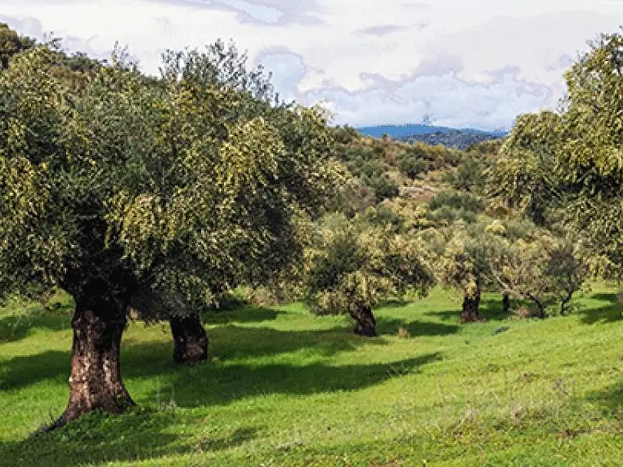Immagine 5 di Terreno agricolo in vendita  in località la valle - a San Giuliano Terme