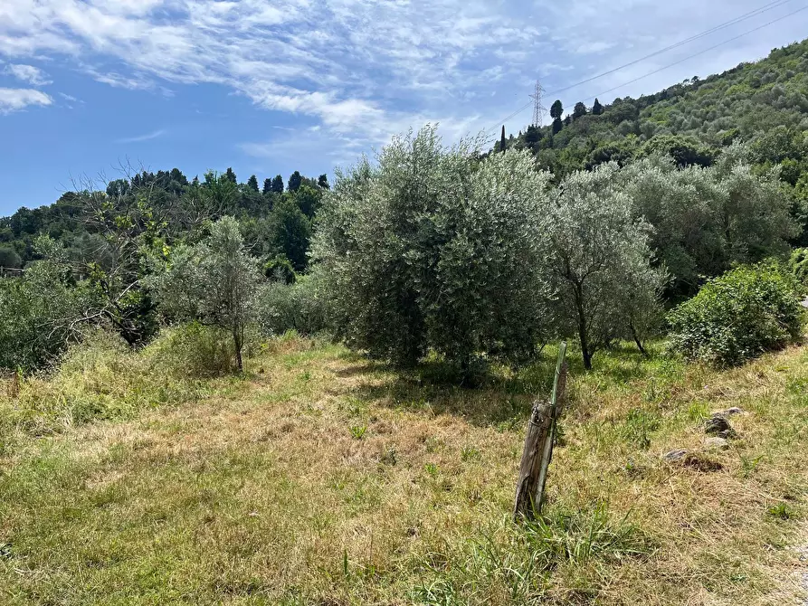 Immagine 1 di Terreno agricolo in vendita  in via del monte a Lucca