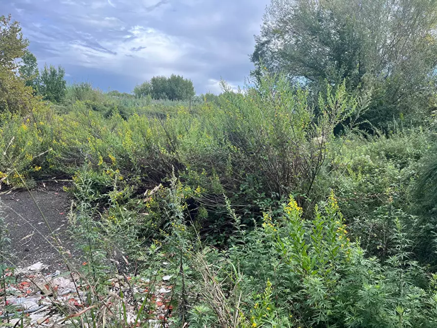 Immagine 2 di Terreno agricolo in affitto  in via fiorentina a Pisa