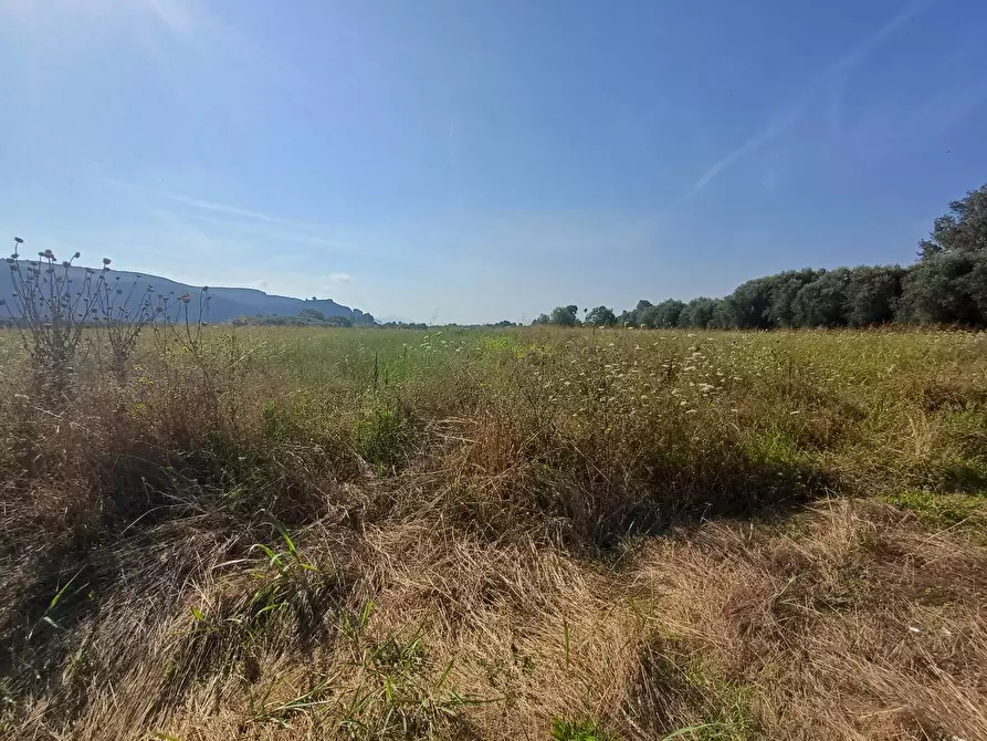 terreno agricolo in vendita a Vecchiano in zona Nodica