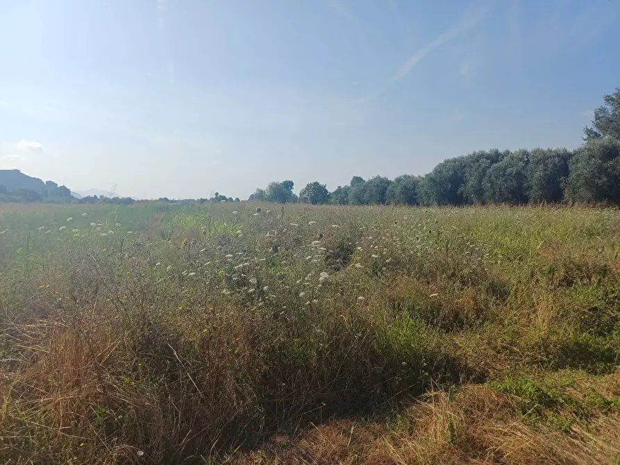 Immagine 2 di Terreno agricolo in vendita  in via del capannone 1 a Vecchiano