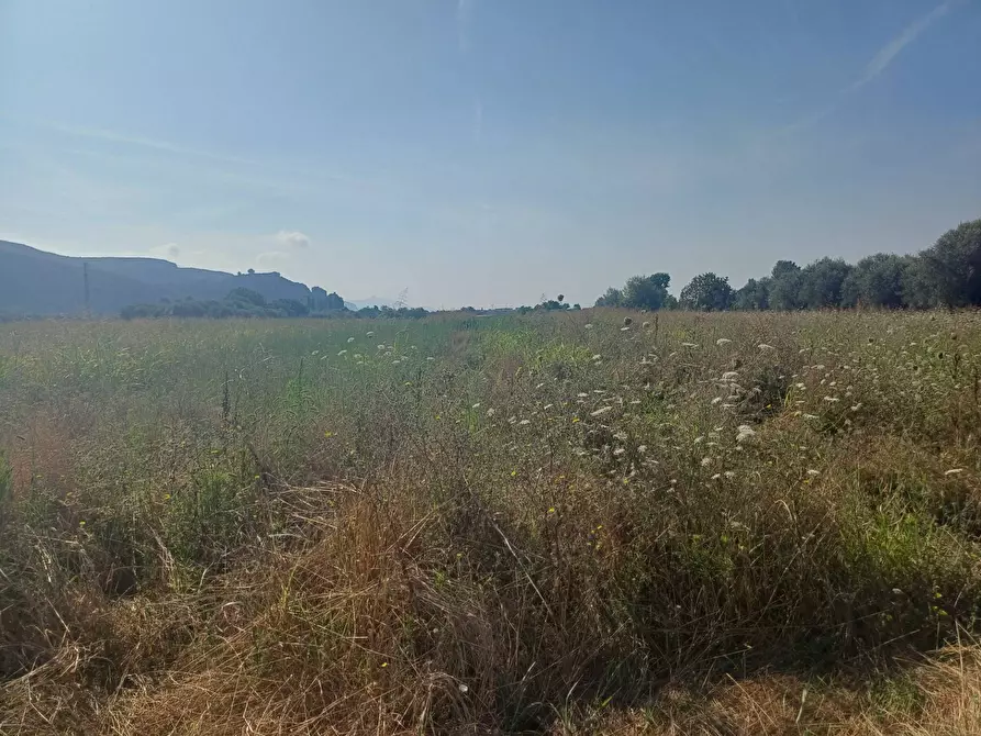 Immagine 3 di Terreno agricolo in vendita  in via del capannone 1 a Vecchiano