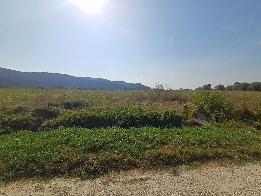 Immagine 6 di Terreno agricolo in vendita  in via del capannone 1 a Vecchiano