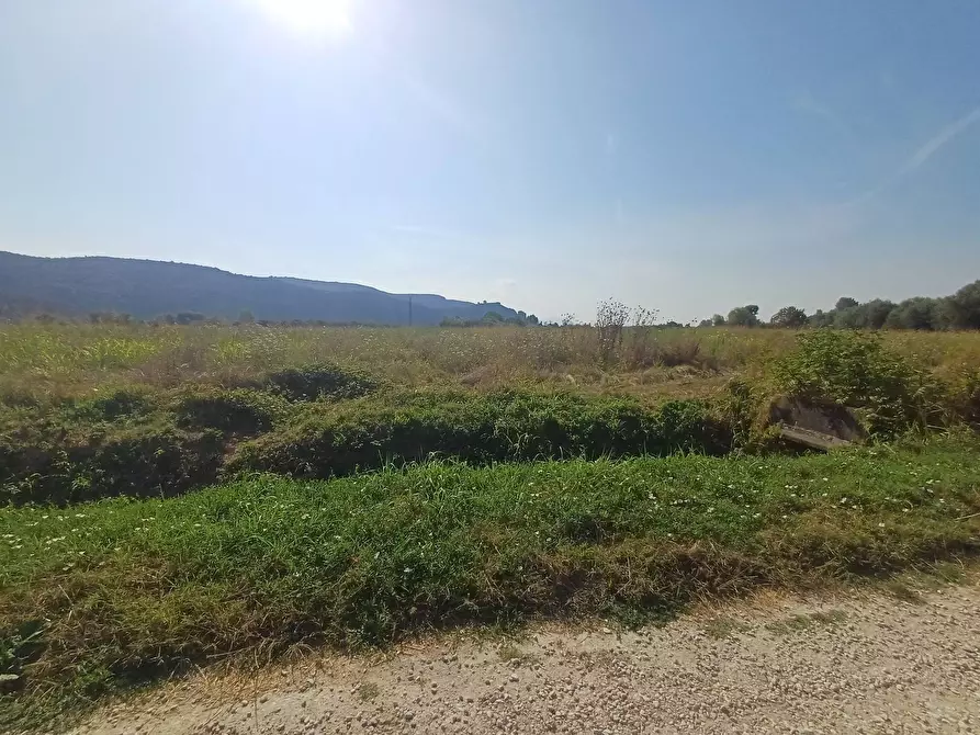 Immagine 7 di Terreno agricolo in vendita  in via del capannone 1 a Vecchiano