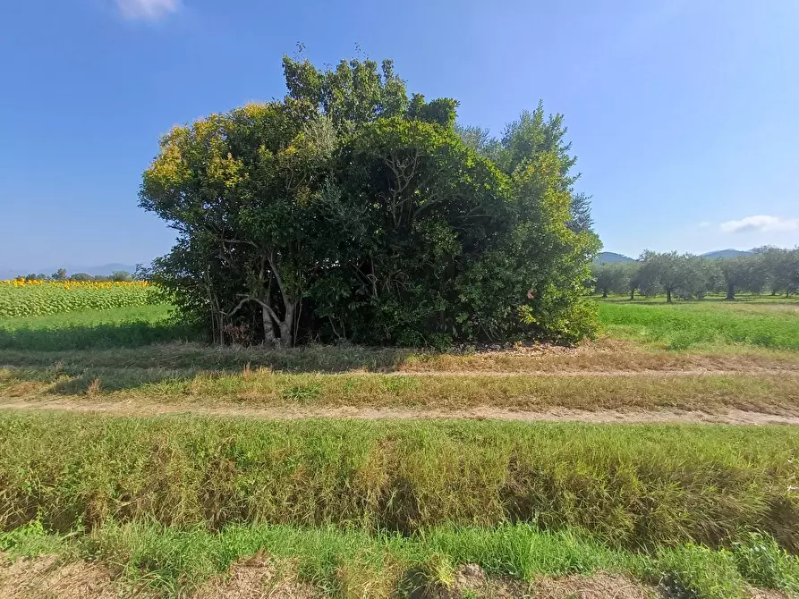 Immagine 3 di Terreno agricolo in vendita  in via della bozza 1 a Vecchiano