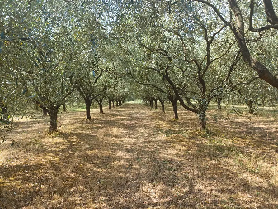 Immagine 1 di Terreno agricolo in vendita  in via calcesana - a San Giuliano Terme
