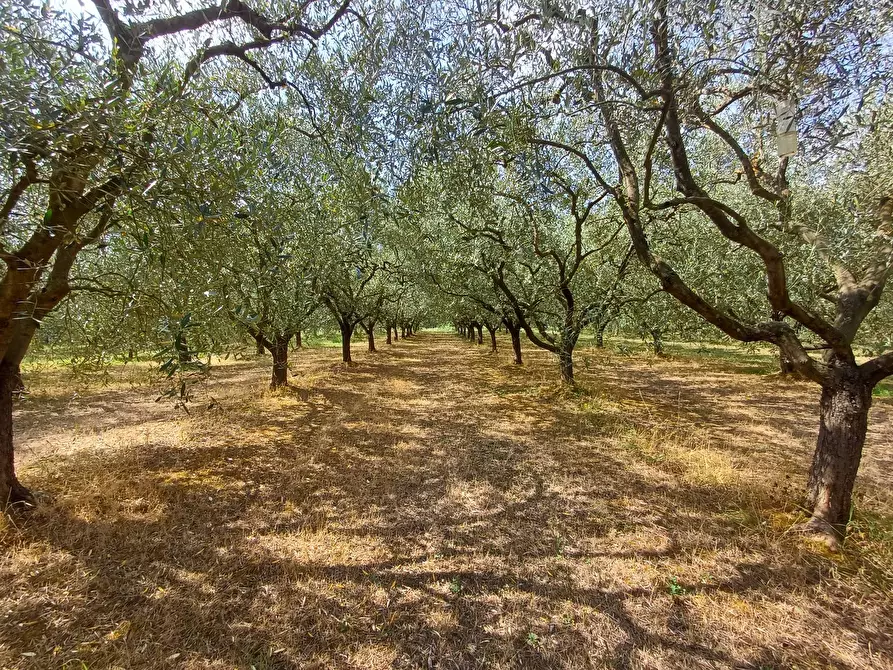 Immagine 2 di Terreno agricolo in vendita  in via calcesana - a San Giuliano Terme