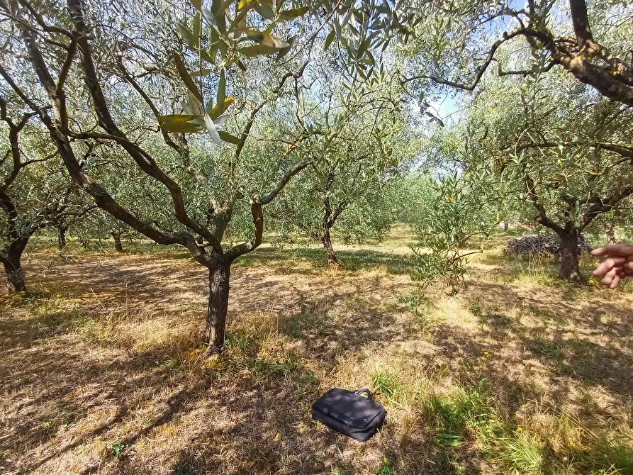 Immagine 3 di Terreno agricolo in vendita  in via calcesana - a San Giuliano Terme