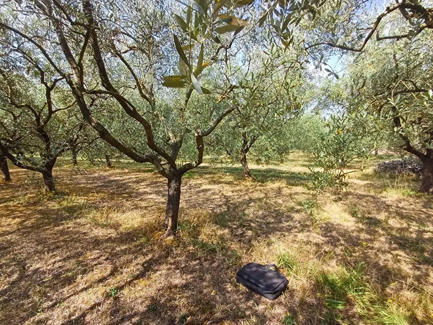 Immagine 4 di Terreno agricolo in vendita  in via calcesana - a San Giuliano Terme
