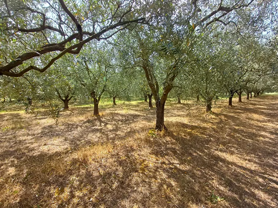 Immagine 5 di Terreno agricolo in vendita  in via calcesana - a San Giuliano Terme