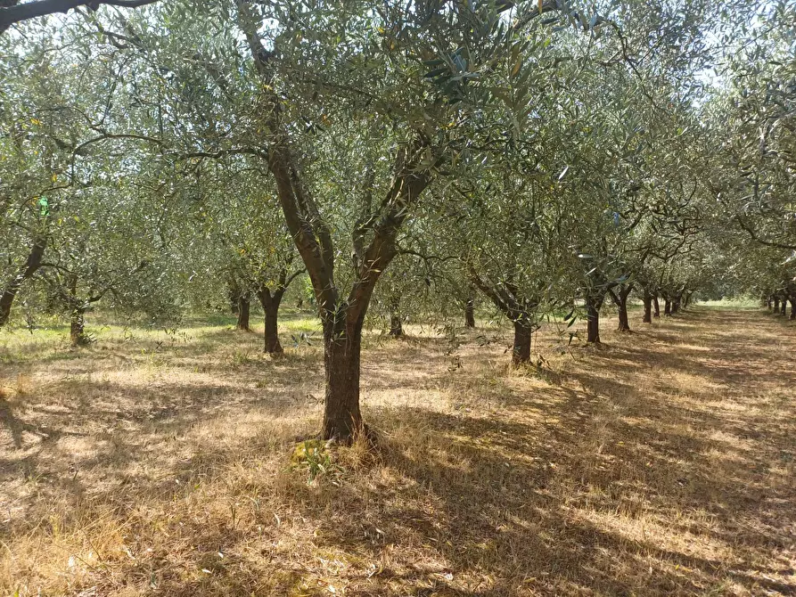 Immagine 6 di Terreno agricolo in vendita  in via calcesana - a San Giuliano Terme