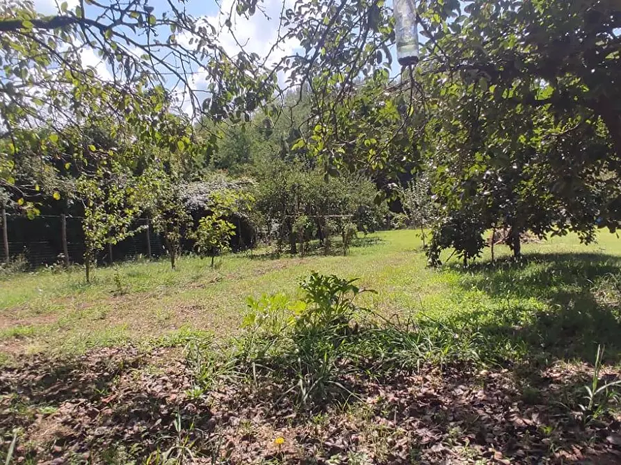Immagine 4 di Terreno agricolo in vendita  in Via Vallebbiaia 10 a Collesalvetti