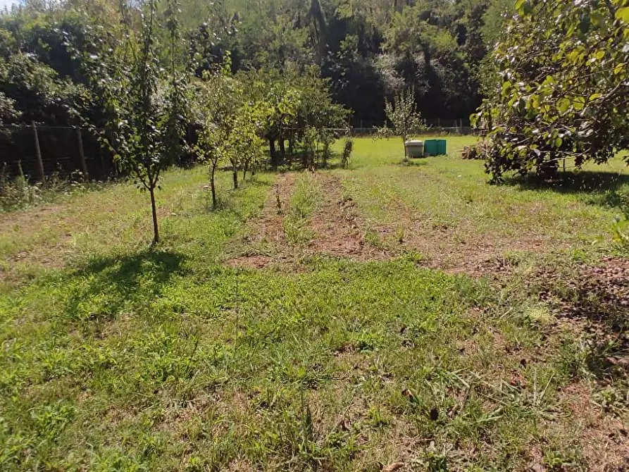 Immagine 9 di Terreno agricolo in vendita  in Via Vallebbiaia 10 a Collesalvetti