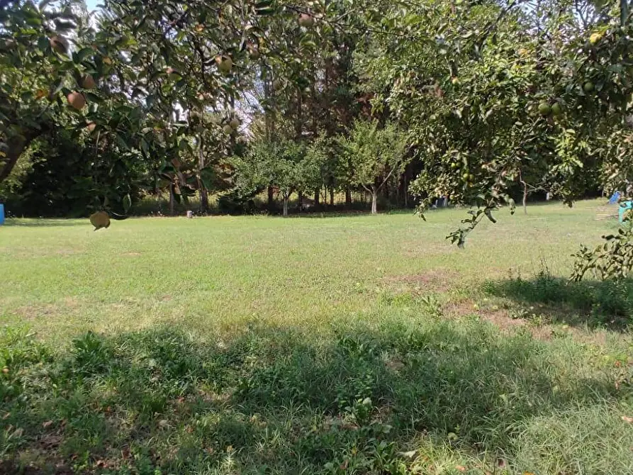 Immagine 2 di Terreno agricolo in vendita  in Via Vallebbiaia 10 a Collesalvetti