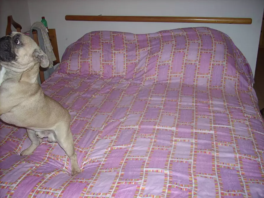 Immagine 12 di Appartamento in vendita  in Via Italo Bargagna 50 a Pisa