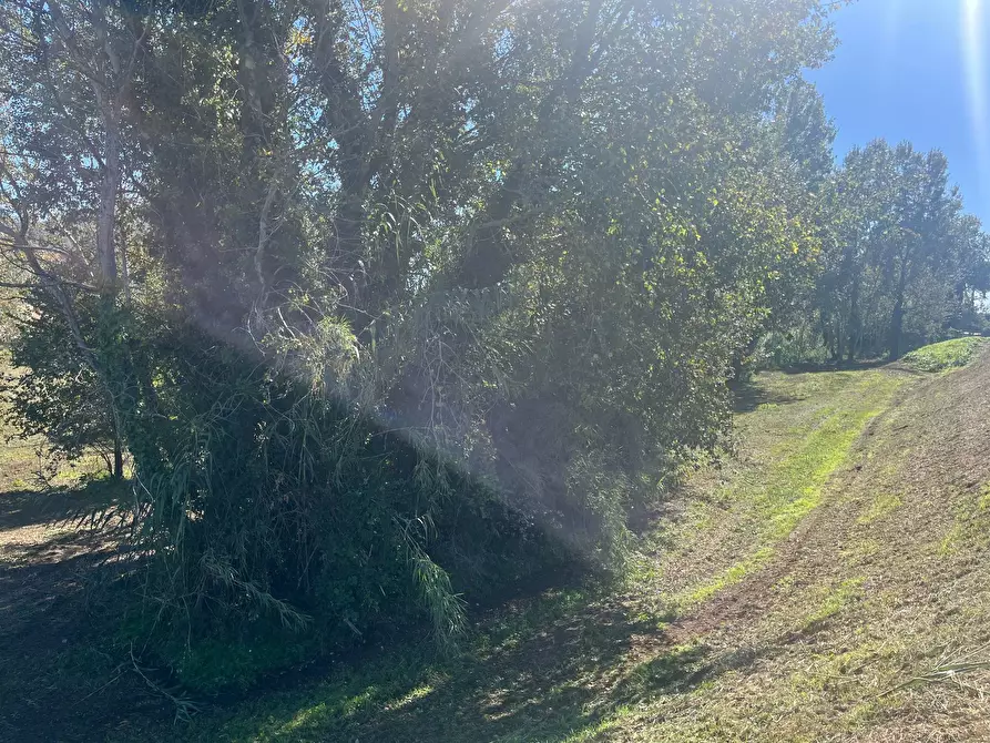 terreno agricolo in vendita a Vicopisano
