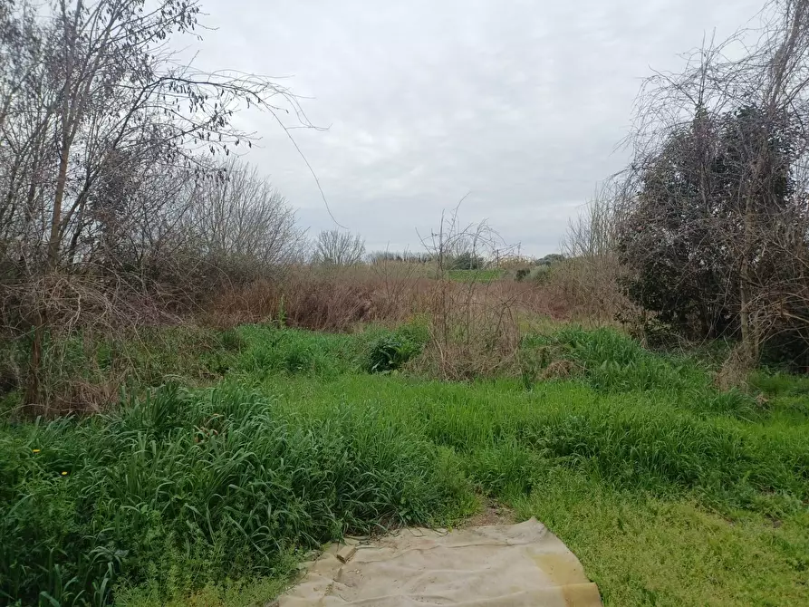 Immagine 1 di Terreno agricolo in vendita  in via giuseppe verdi - a Vecchiano
