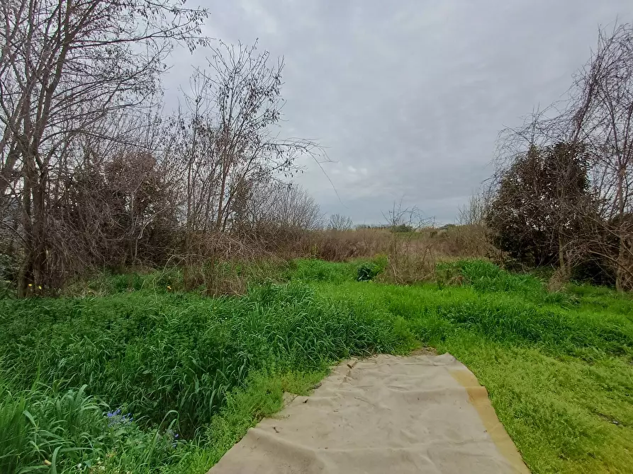Immagine 2 di Terreno agricolo in vendita  in via giuseppe verdi - a Vecchiano