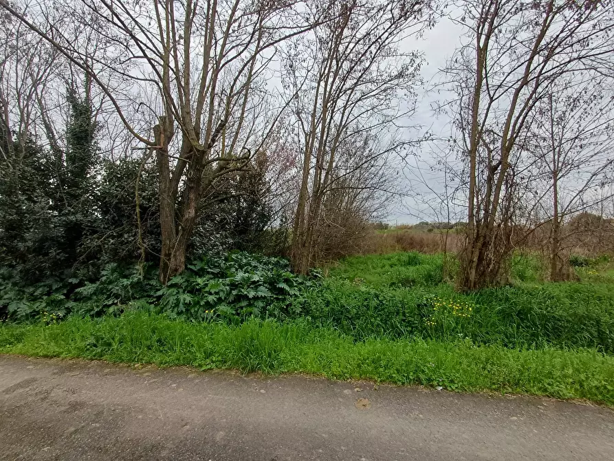 Immagine 3 di Terreno agricolo in vendita  in via giuseppe verdi - a Vecchiano