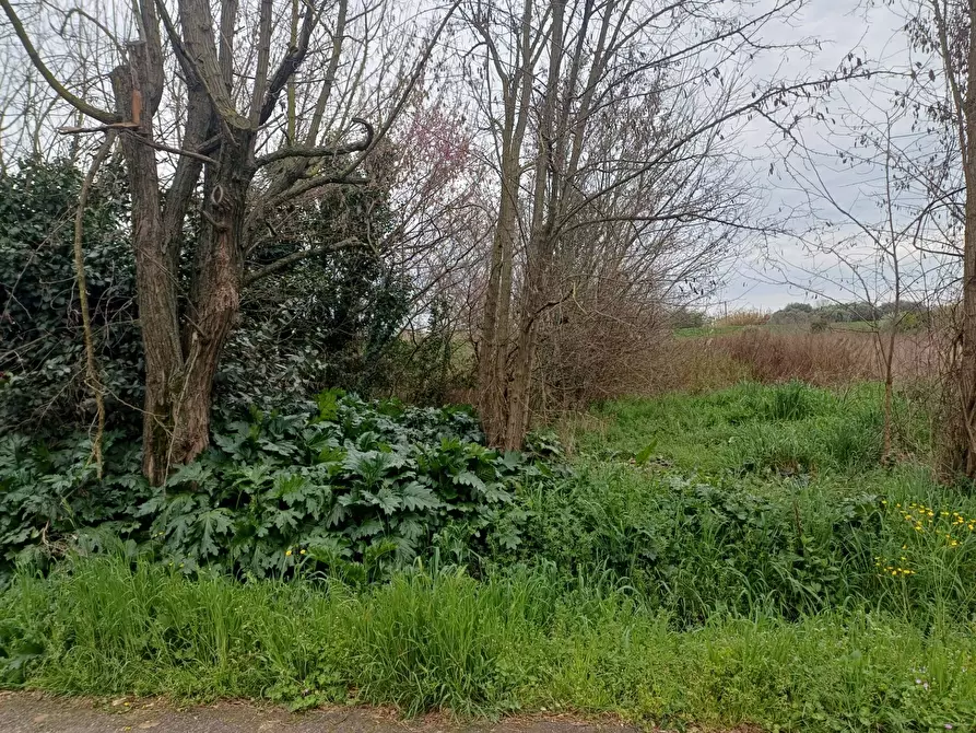 Immagine 4 di Terreno agricolo in vendita  in via giuseppe verdi - a Vecchiano