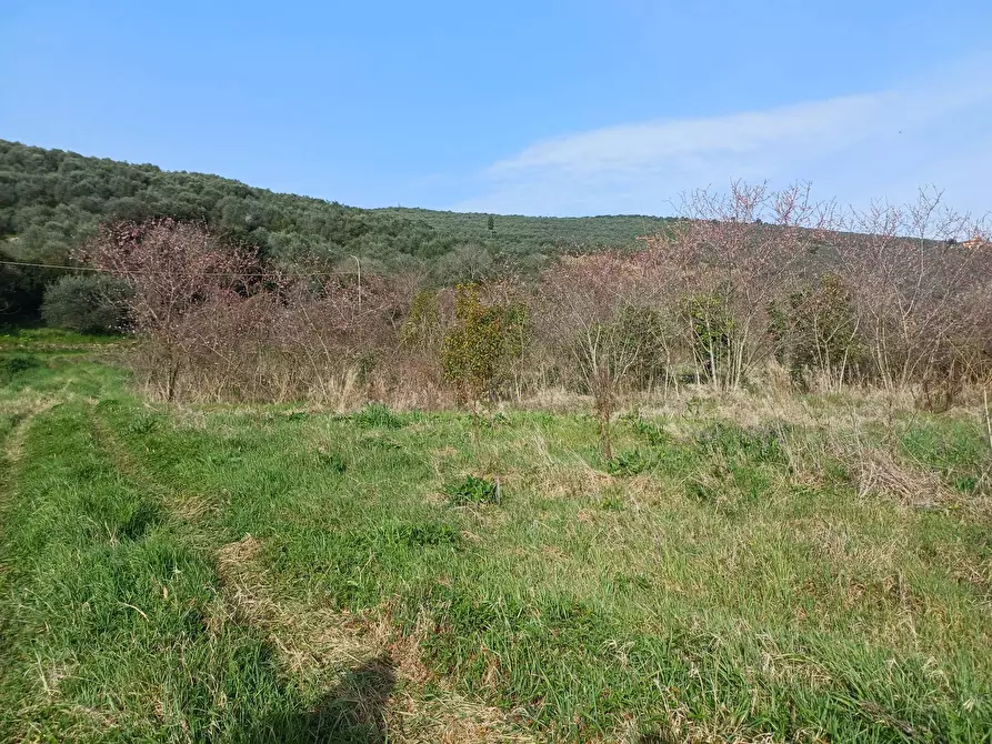 Immagine 3 di Terreno agricolo in vendita  in via giuseppe verdi - a Vecchiano