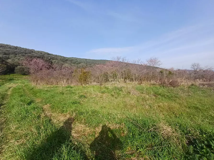 Immagine 4 di Terreno agricolo in vendita  in via giuseppe verdi - a Vecchiano