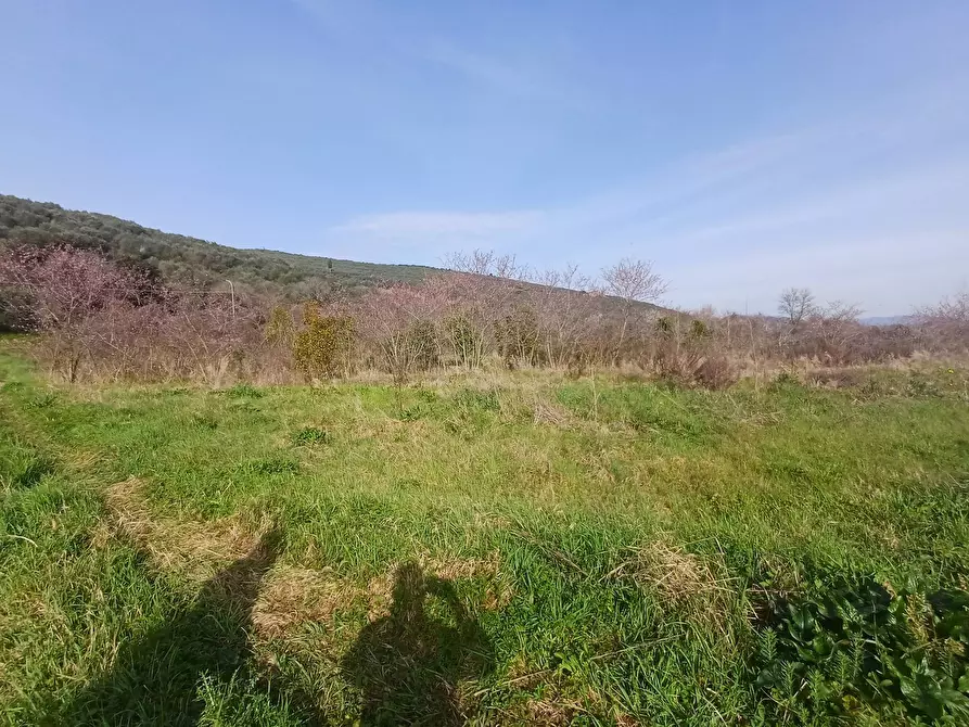 Immagine 5 di Terreno agricolo in vendita  in via giuseppe verdi - a Vecchiano