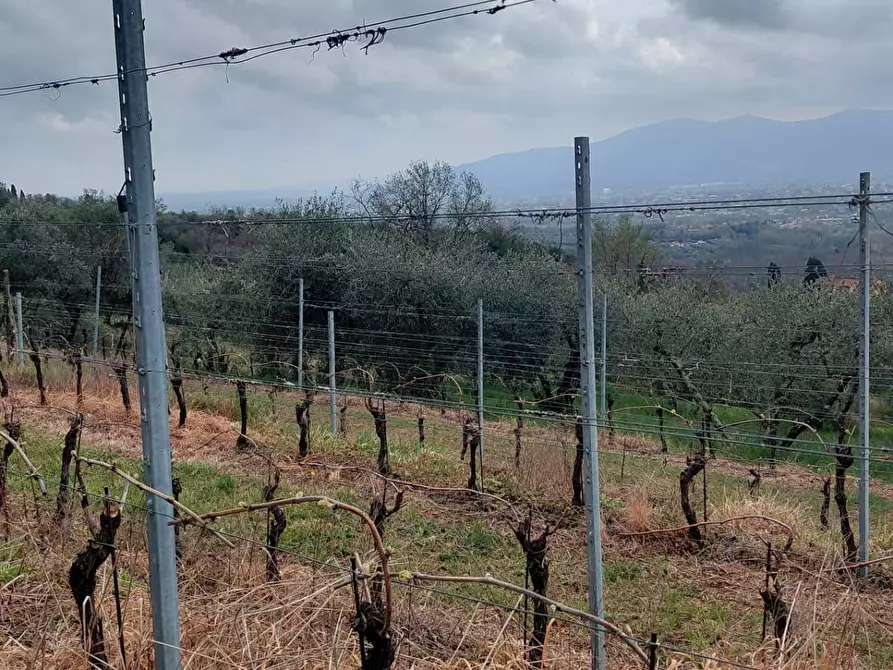 Immagine 4 di Terreno agricolo in vendita  in via di valgiano a Capannori