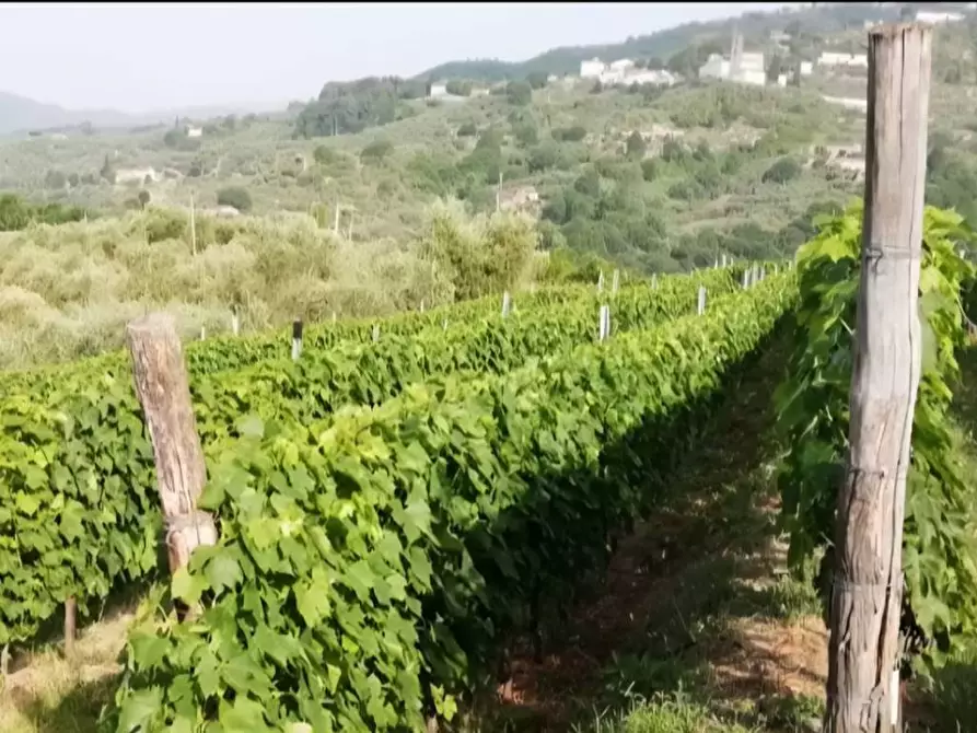 Immagine 2 di Terreno agricolo in vendita  in via di valgiano a Capannori