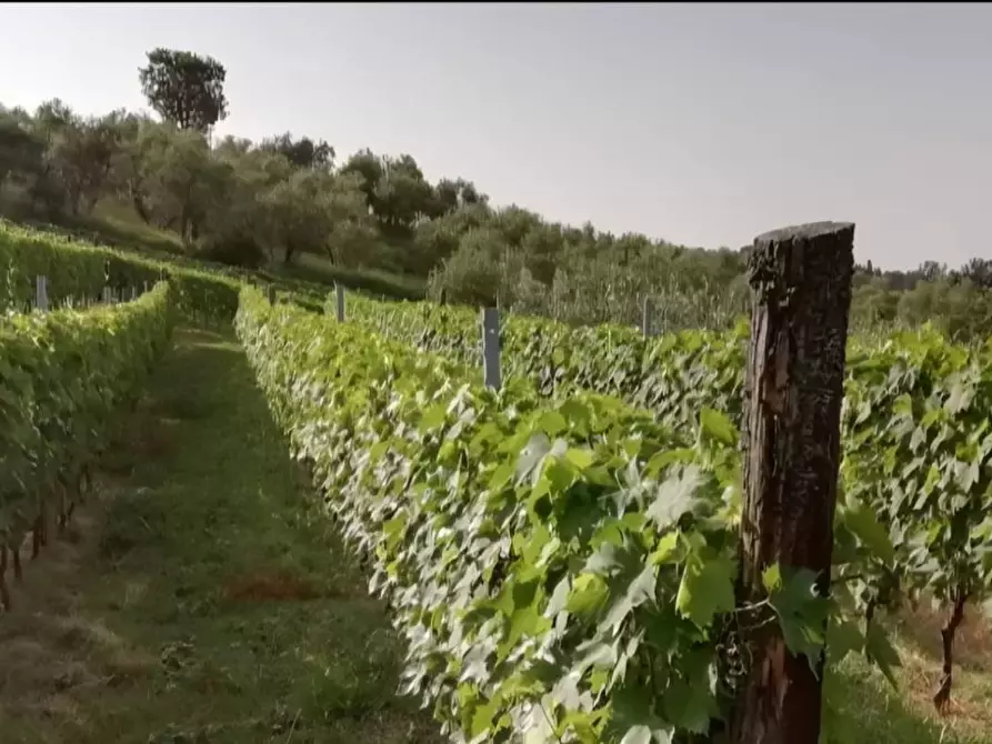 Immagine 3 di Terreno agricolo in vendita  in via di valgiano a Capannori