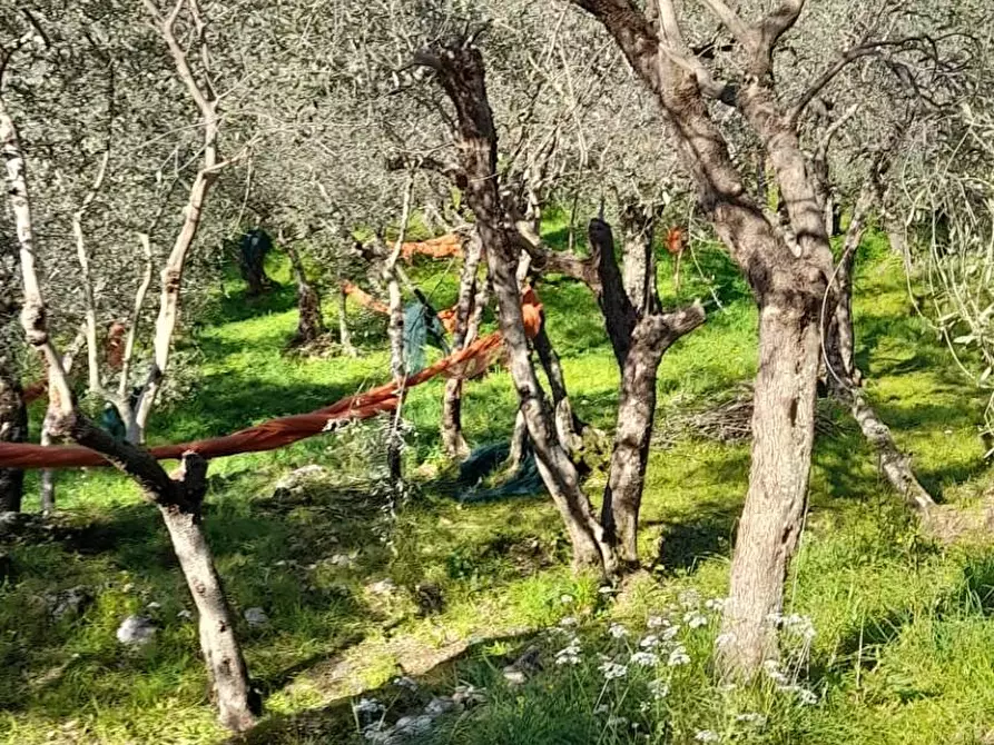 Immagine 1 di Terreno agricolo in vendita  in via REBUTTO 13 a Pietrasanta