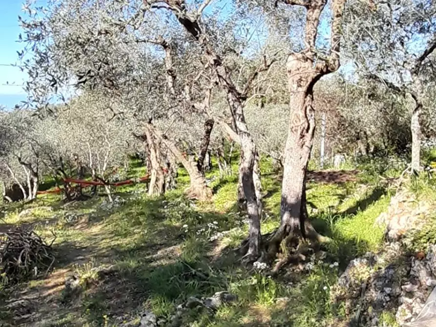 Immagine 2 di Terreno agricolo in vendita  in via REBUTTO 13 a Pietrasanta