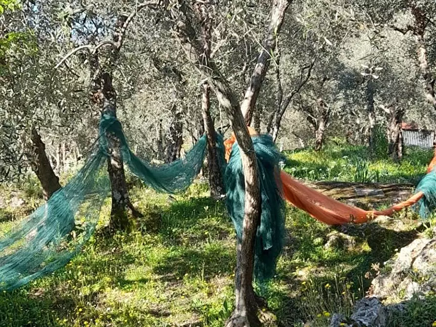 Immagine 3 di Terreno agricolo in vendita  in via REBUTTO 13 a Pietrasanta