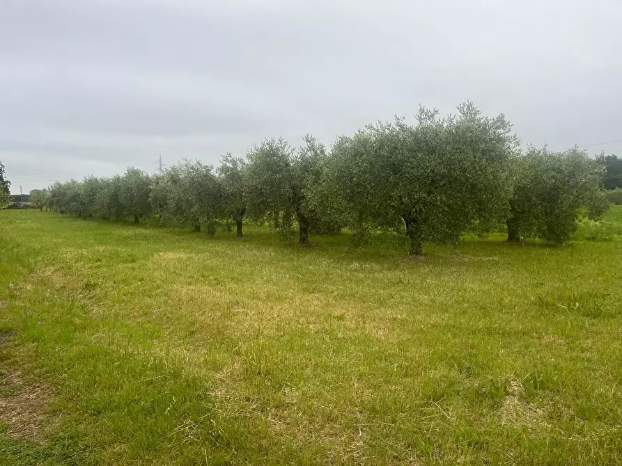 Immagine 5 di Terreno agricolo in vendita  in via  c menotti 12 a Cascina
