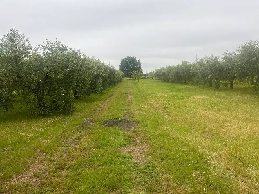 Immagine 6 di Terreno agricolo in vendita  in via  c menotti 12 a Cascina