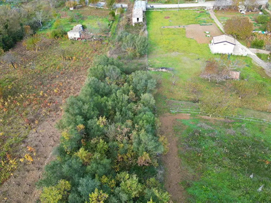 Immagine 4 di Terreno agricolo in vendita  in via rebuttone 64 a Altofonte