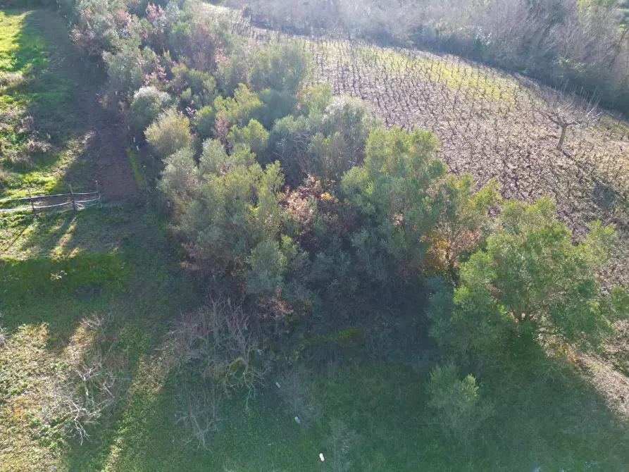 Immagine 23 di Terreno agricolo in vendita  in via rebuttone 64 a Altofonte