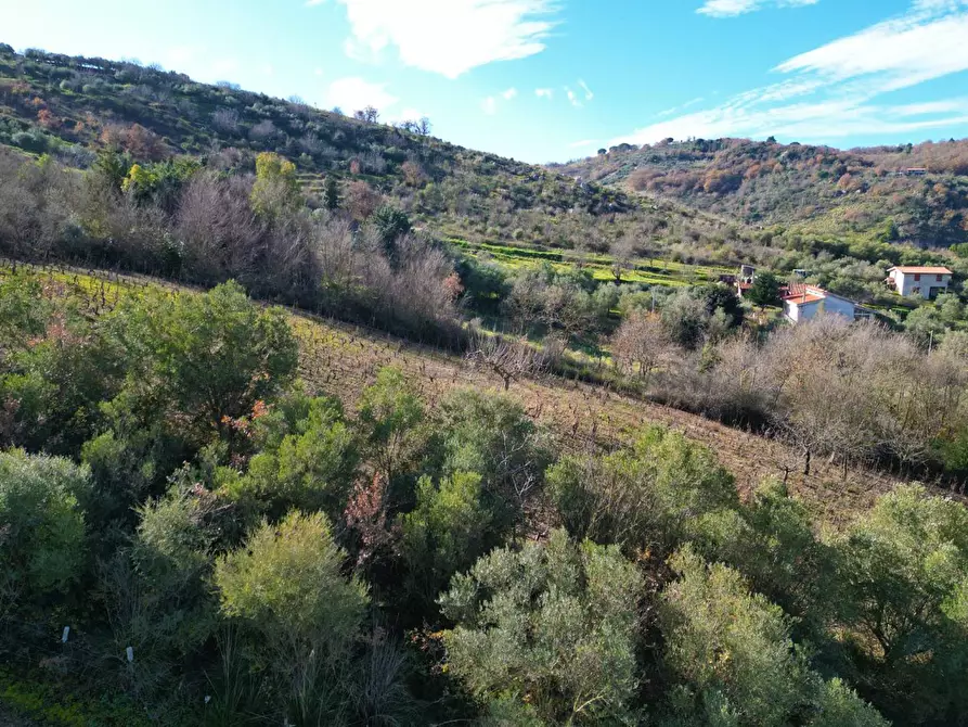 Immagine 25 di Terreno agricolo in vendita  in via rebuttone 64 a Altofonte