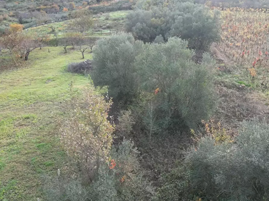 Immagine 43 di Terreno agricolo in vendita  in via rebuttone 64 a Altofonte