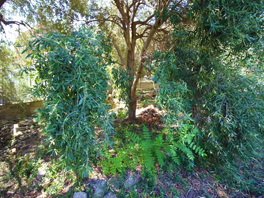 Immagine 49 di Terreno agricolo in vendita  in passi 8 a Altavilla Milicia