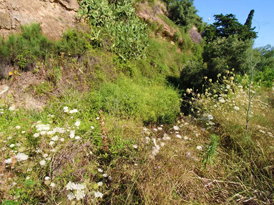 Immagine 74 di Terreno agricolo in vendita  in passi 8 a Altavilla Milicia
