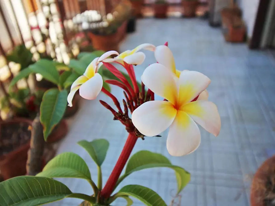 Immagine 19 di Appartamento in vendita  in Corso Dei Mille 1315 a Palermo