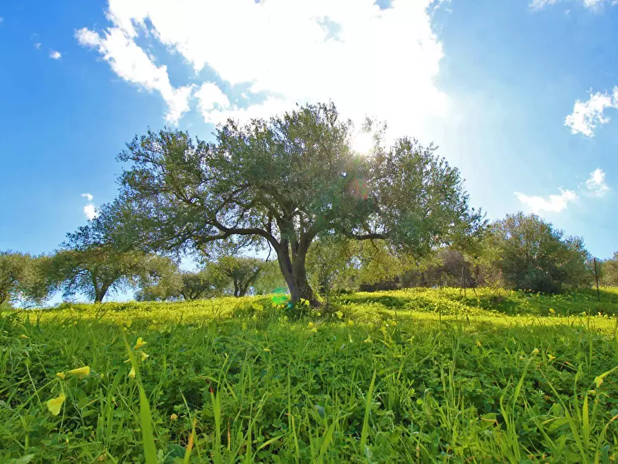 Immagine 1 di Terreno agricolo in vendita  in Strada Comunale Torre Amalfitano a Bagheria