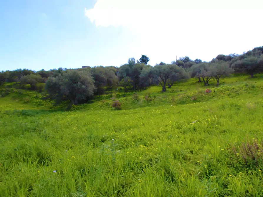 Immagine 20 di Terreno agricolo in vendita  in Strada Comunale Torre Amalfitano a Bagheria
