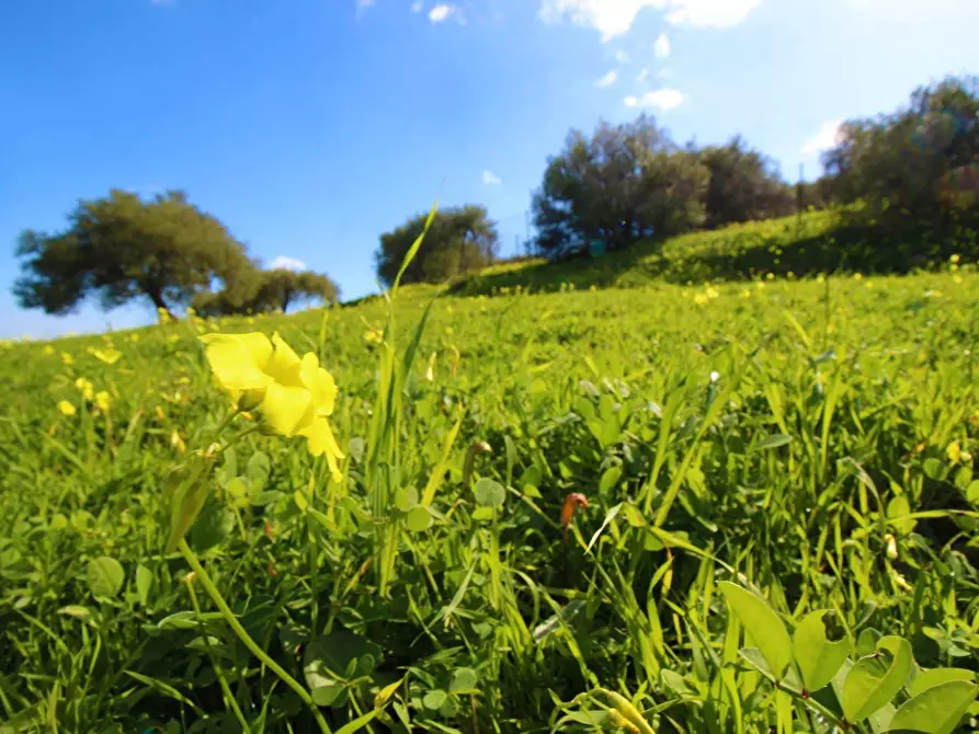 Immagine 30 di Terreno agricolo in vendita  in Strada Comunale Torre Amalfitano a Bagheria