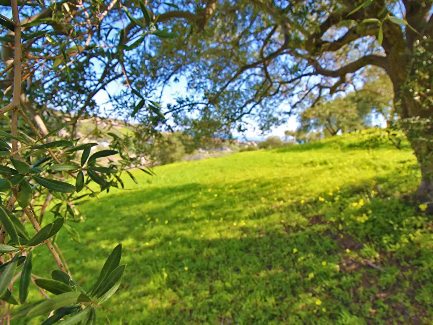Immagine 31 di Terreno agricolo in vendita  in Strada Comunale Torre Amalfitano a Bagheria